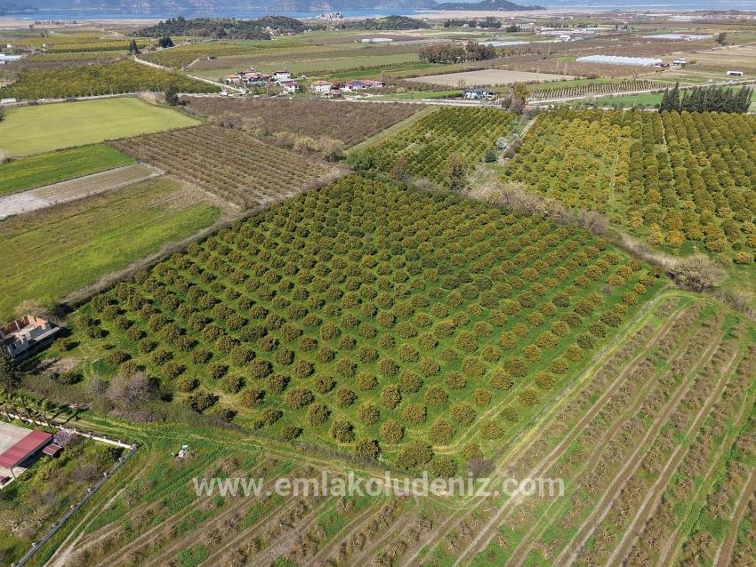 Dalyan Merkeze Yakın 17.550m2 Satılık Bağ-bahçe