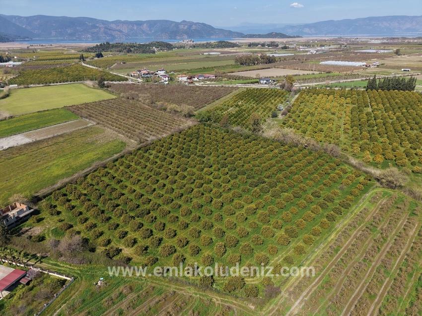 Dalyan Merkeze Yakın 17.550m2 Satılık Bağ-bahçe
