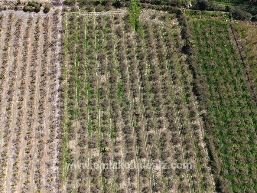 Eskiköy'de Göl Manzaralı 16.710m2 Satılık Nar Bahçesi