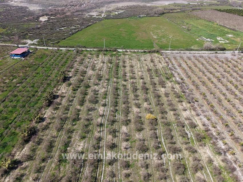 Eskiköy'de Göl Manzaralı 16.710m2 Satılık Nar Bahçesi