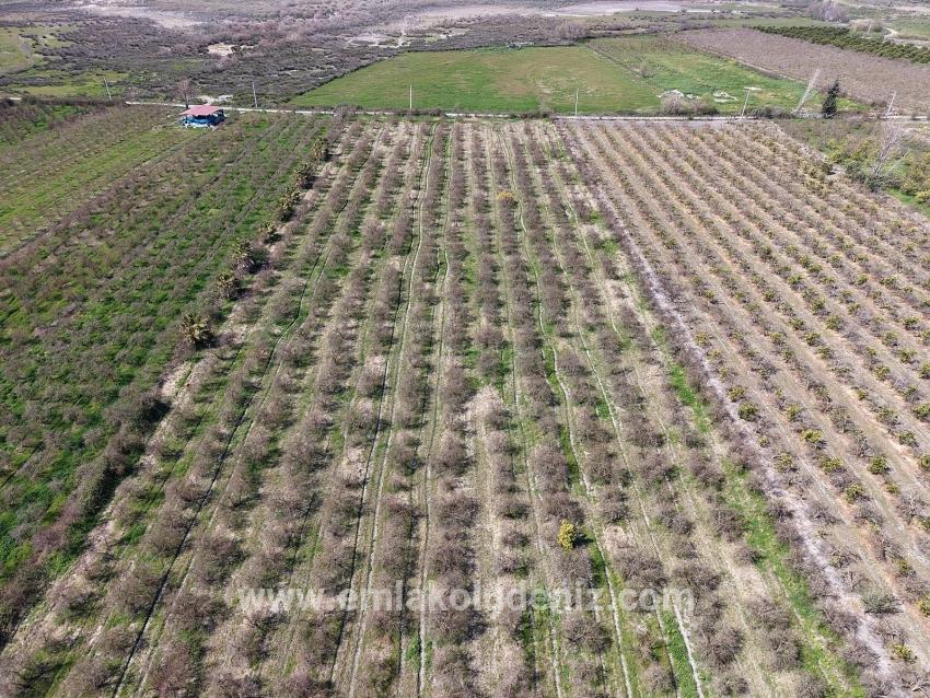 Eskiköy'de Göl Manzaralı 16.710m2 Satılık Nar Bahçesi