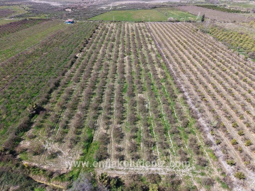 Eskiköy'de Göl Manzaralı 16.710m2 Satılık Nar Bahçesi