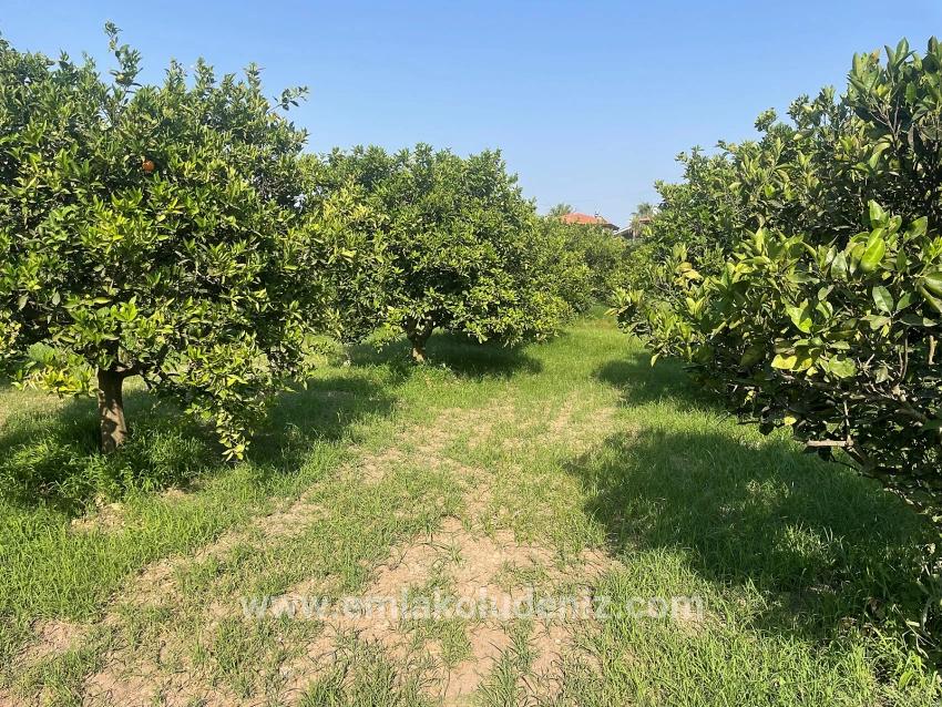 Dalyan Gülpınar'da 722m2 Satılık Arsa