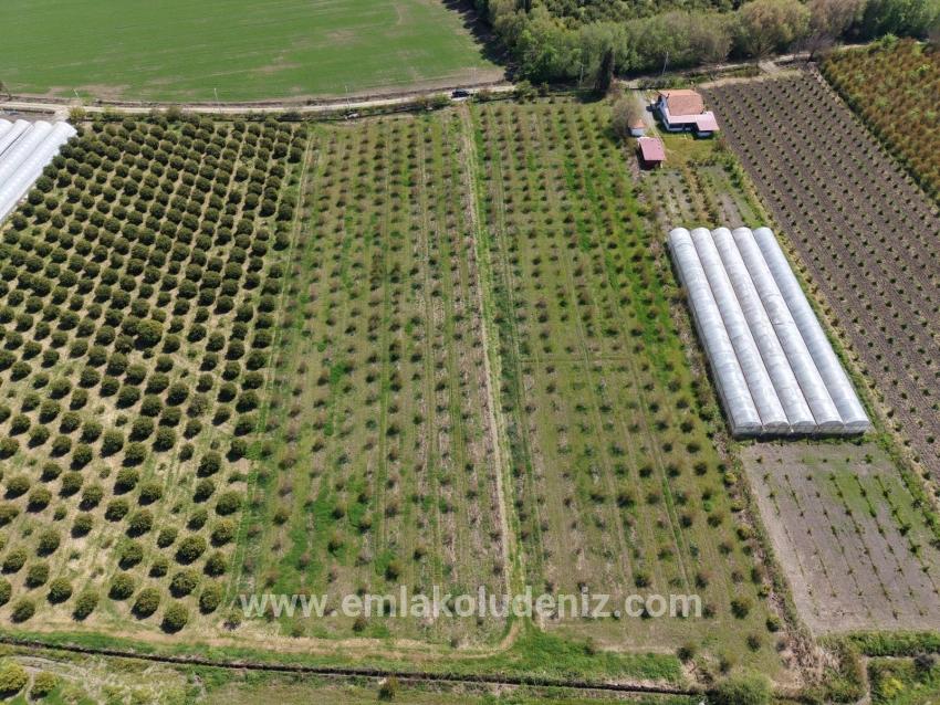 Eskiköy'de 16000m2 Satılık Nar Bahçesi