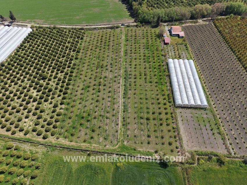 Eskiköy'de 16000m2 Satılık Nar Bahçesi