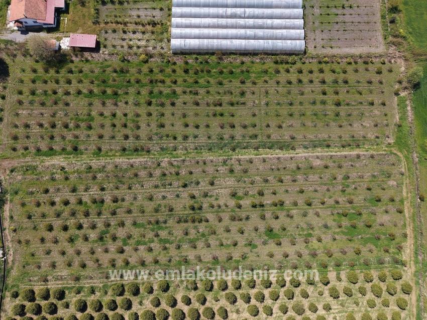 Eskiköy'de 16000m2 Satılık Nar Bahçesi