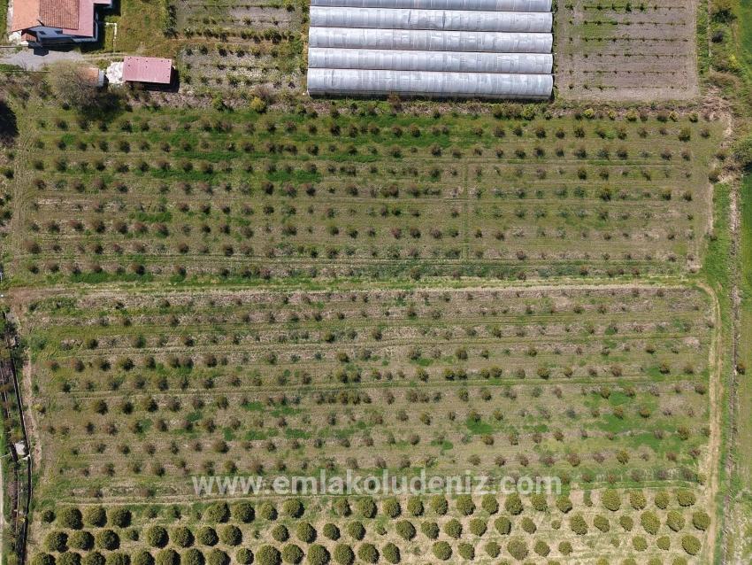 Eskiköy'de 16000m2 Satılık Nar Bahçesi