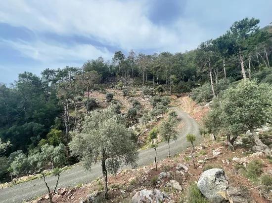 Köyceğiz Ekincik deniz manzaralı 7.000m2 2b satılık zeytinlik