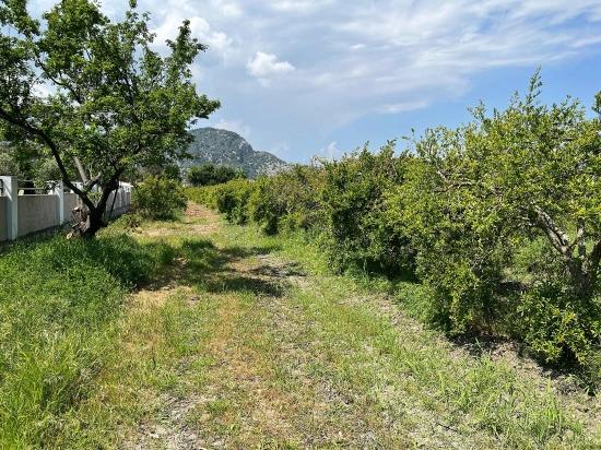 Dalyan Maraş Mevkiinden 5,100m2 %5 Konut İmarlı Satılık Arsa