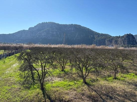 Dalyan'da Bağ Bahçe Olarak 5985m2 %5 İmarlı Satılık Arsa
