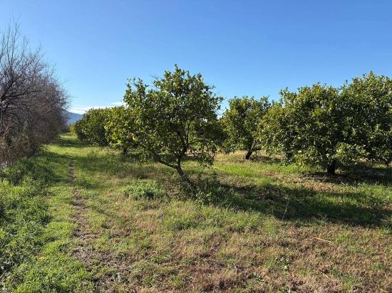 Dalyan'da 16.500m2 Satılık Limon Bahçesi