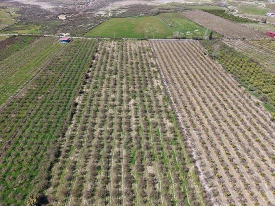 Eskiköy'de Göl Manzaralı 16.710m2 Satılık Nar Bahçesi