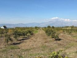 Ortaca Eskiköy Mah. Satılık Tarla - Tarla İmar Durumlu - 21.500 m²
