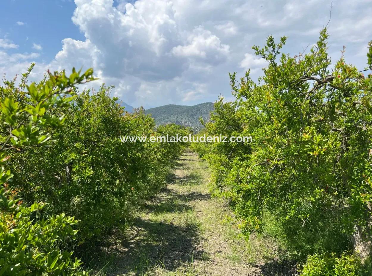 Dalyan Maraş Mevkiinden 5,100M2 %5 Konut İmarlı Satılık Arsa