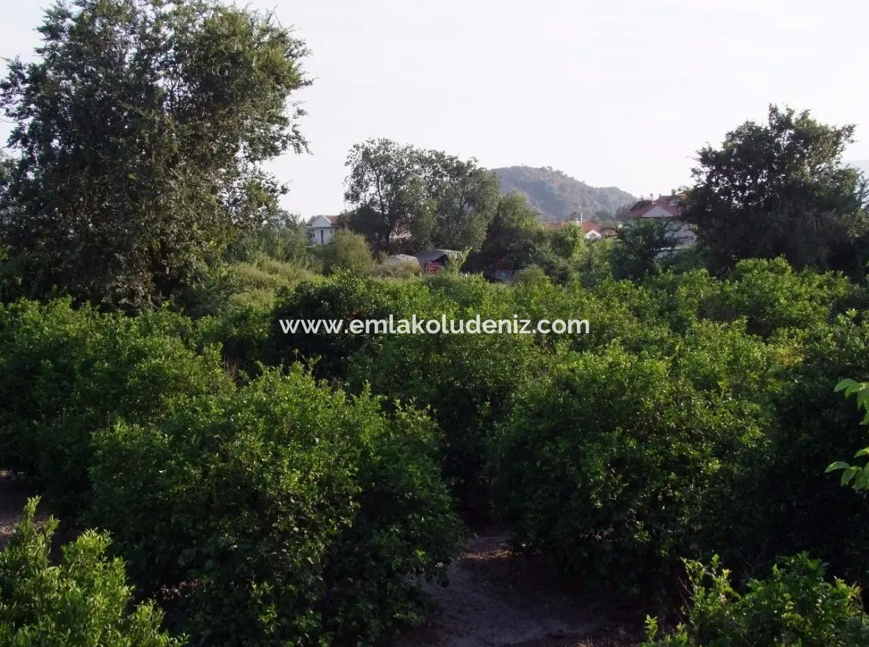 Dalyan Satılık Arsa Dalyan Merkeze Yakın 987M2 Satılık Arsa