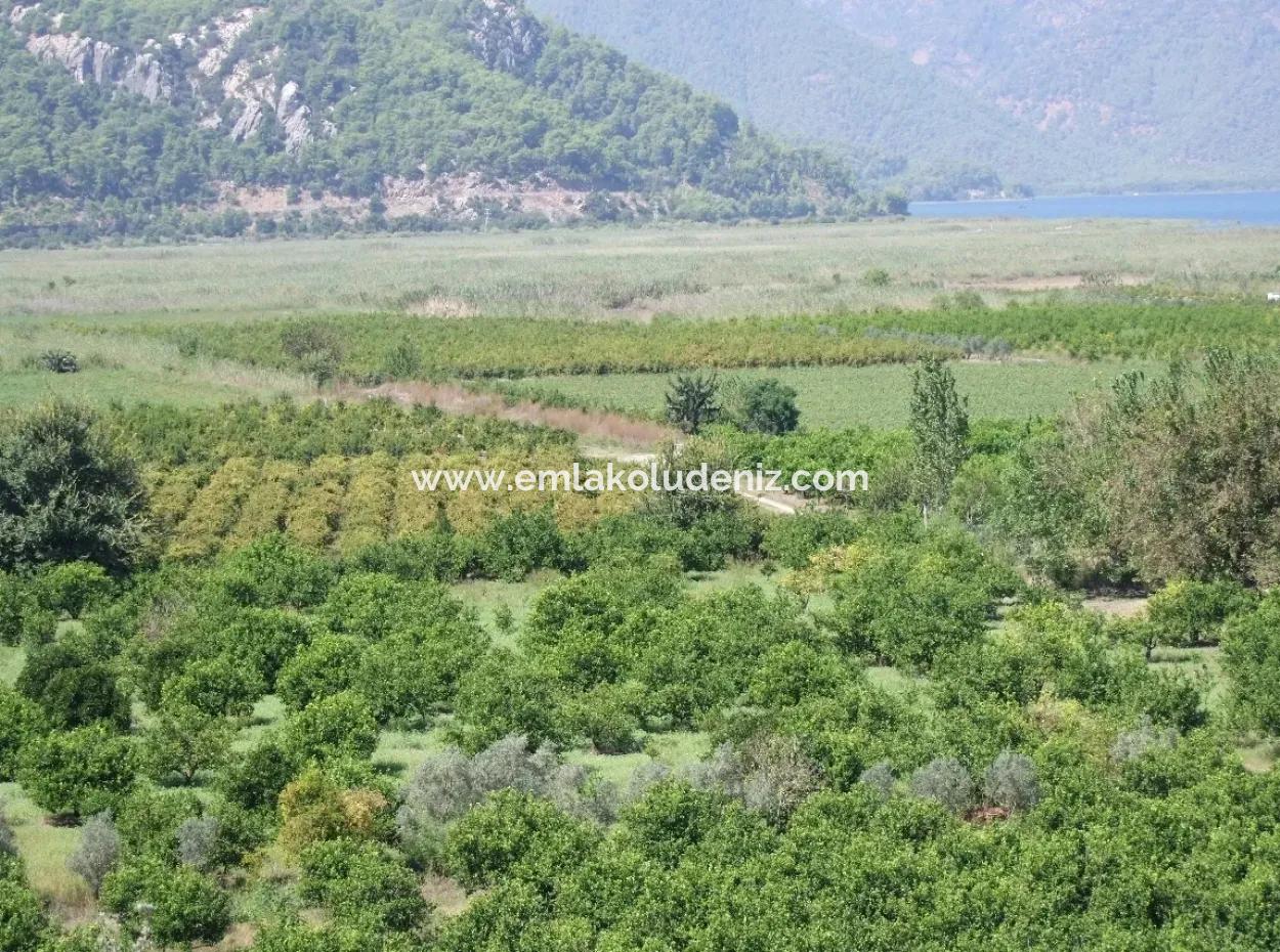 Dalyan Satılık Tarla Dalyan 73410M2 Satılık Tarla