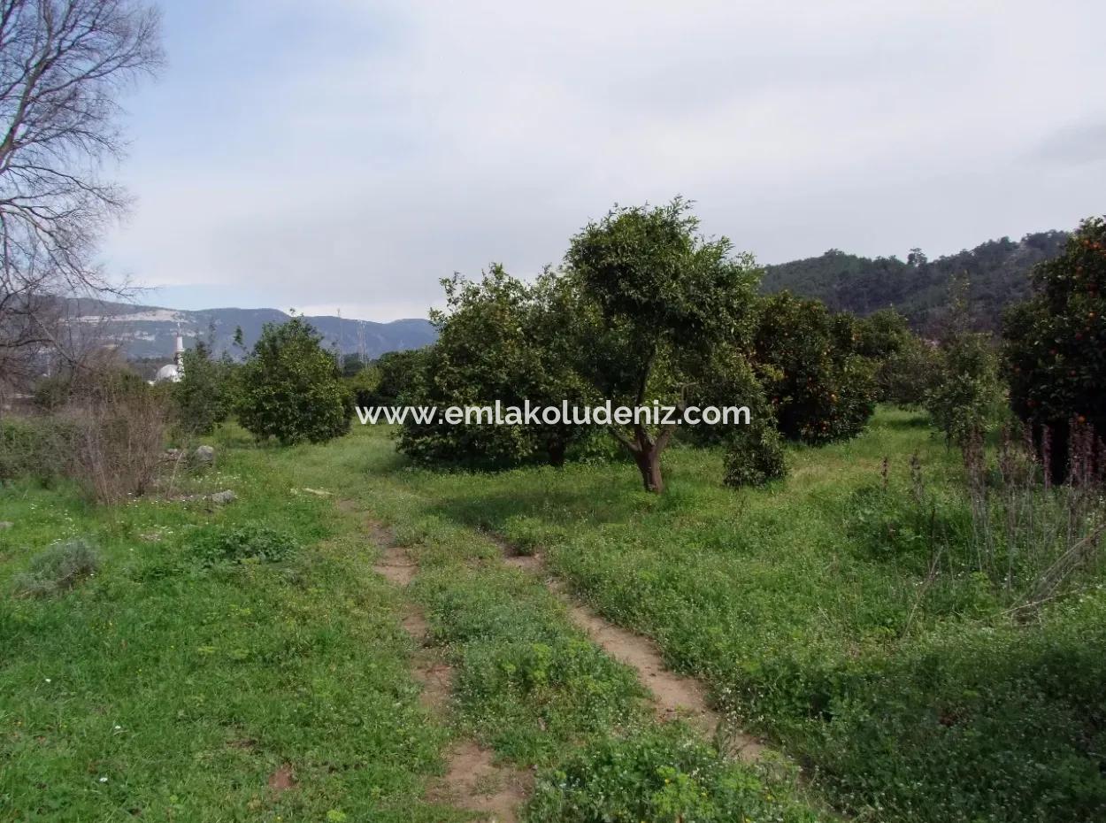 Gökçede Satılık Portakal Bahçesi 24,000M2 Denize Yakın Satılık Kelepir Satılık Bahçesi