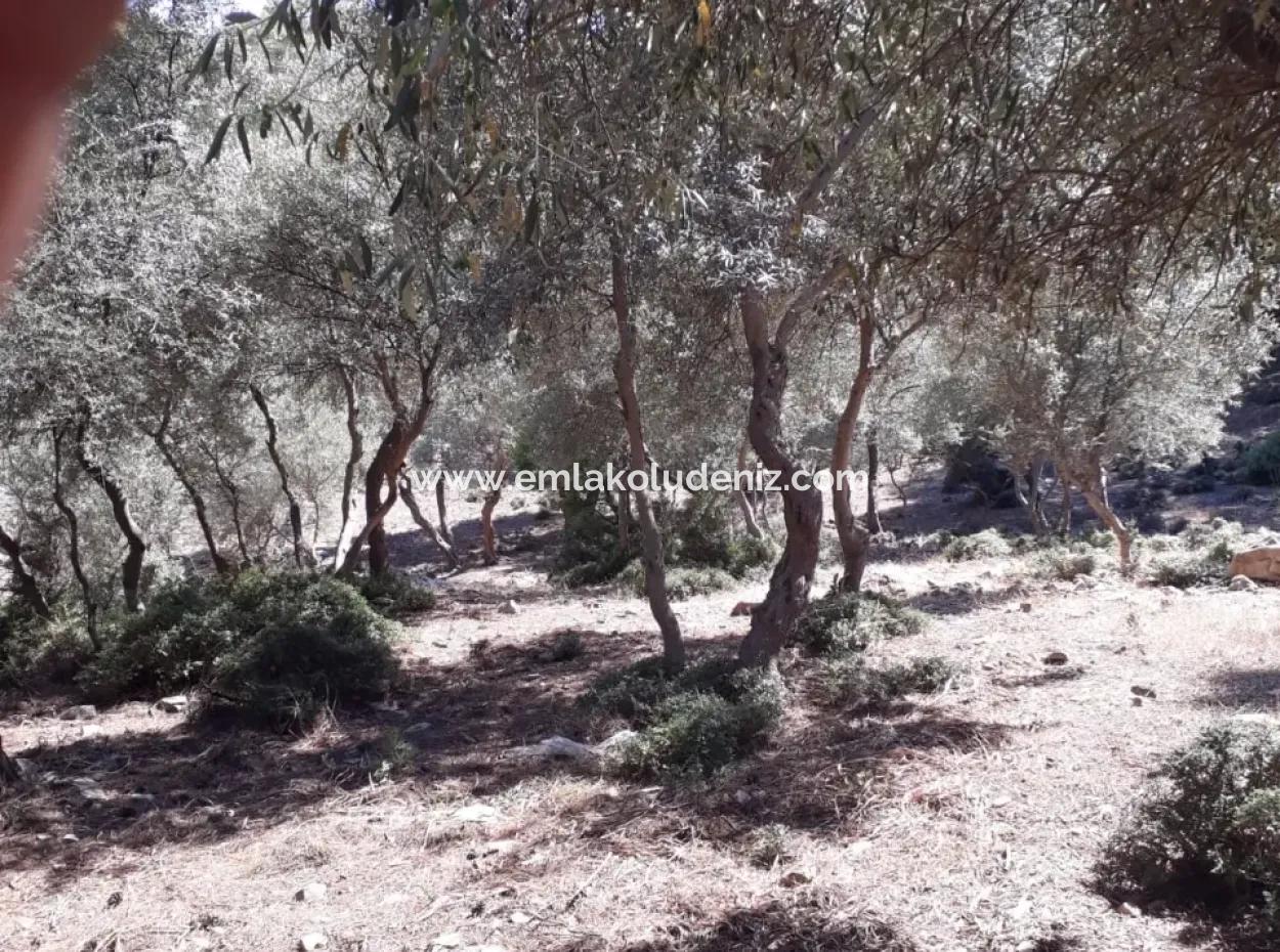 Çandır Satılık Arsa Çandır İztuzudaya Yakın 2367M2 Satılık 2B