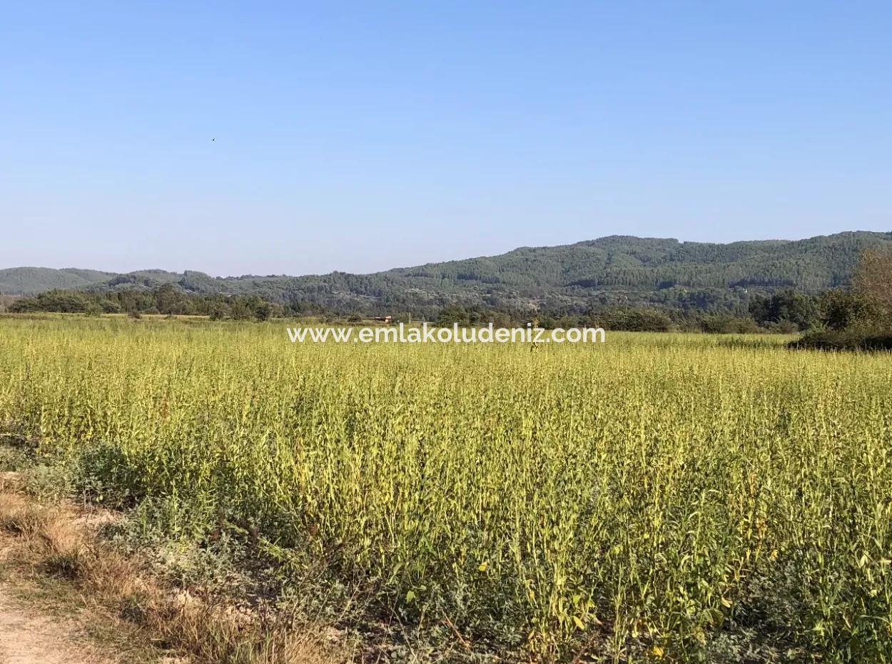 Akçapınarda Satılık Tarla 100 Dönüm Satılık Tarla