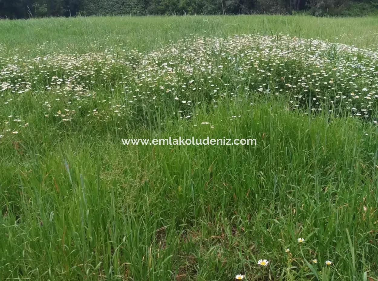 Çamlida  Satılık Arsa 11516M2 Satlık Bahçe