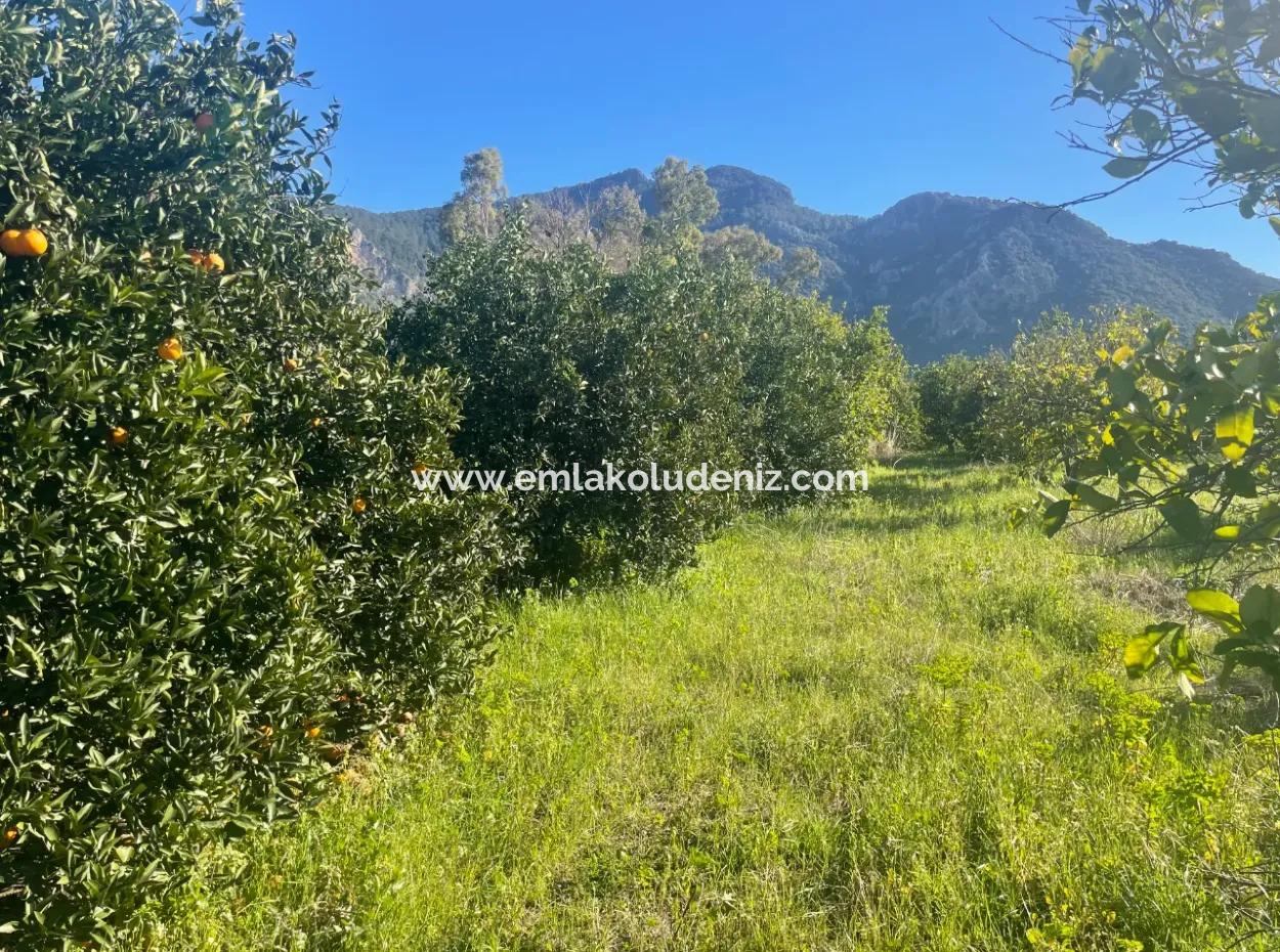 Dalyan Satılık Arsa 5227M2 Satılık Arsa