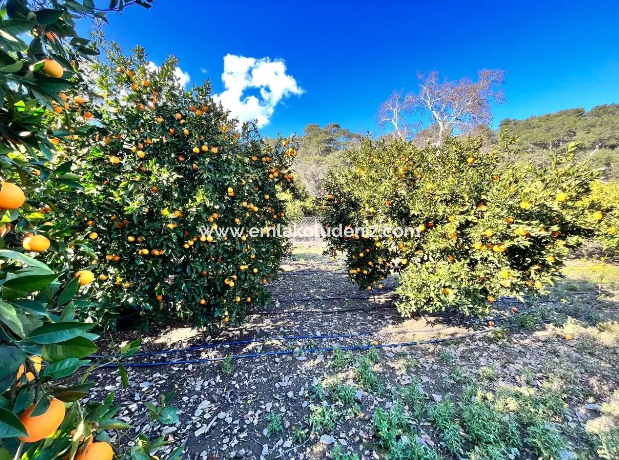 Çandır'da 5000M2 Arsa İçinde Satılık Tek Katlı Ev