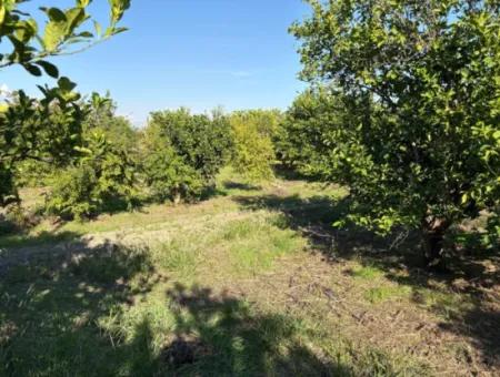 Eskiköy'de 6150M2 Satılık Limon Ve Nar Bahçesi
